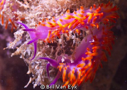 blairgowrie, flabellina, nudibranch by Bill Van Eyk 